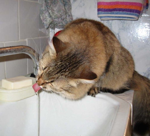 Когда мучает жажда... Кошки выбирают водопровод!