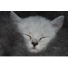 Шаль_ной котенок