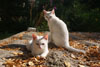 Три белых котика в добрые руки - последнее сообщение от FiF@
