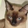 Тонкинские кошки - очарование аквамарина - последнее сообщение от Игорь Будыльский
