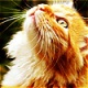 СМена корма для кормящей кошки - последнее сообщение от binky