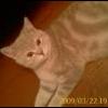 шотландский кот ( страйт) для вязки. - последнее сообщение от obninskcats